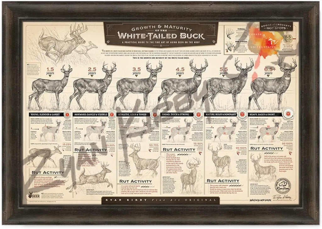 "The Growth & Maturity of the White-tailed Buck" Fine Art Paper Print