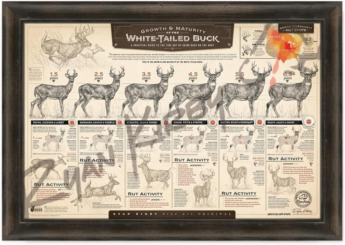 "The Growth & Maturity of the White-tailed Buck" Fine Art Paper Print
